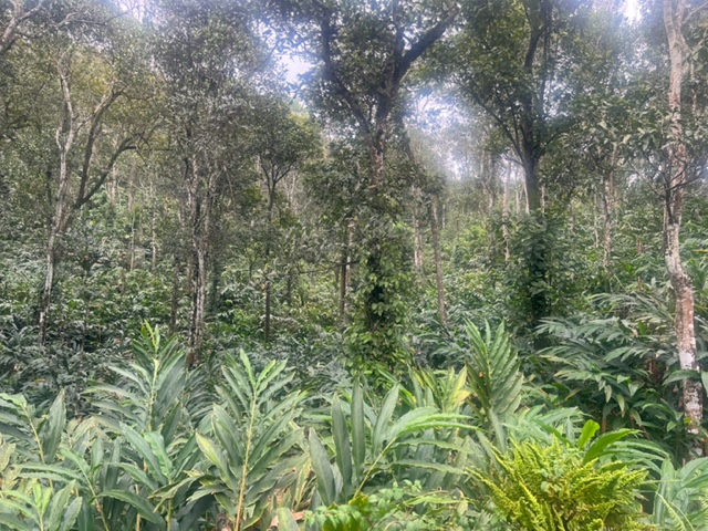 Homeofspices1's tweet photo. From the land of spices, whole green cardamom #elaichi #greencardamom #cardamom #spices #wholespices #Cooking #foodies #eathealthy #food #cookgoodfood #Masala #indianspices #keralaspices #spice #foodie 
https://t.co/BKtgP8KxyB https://t.co/Y42E53azOL