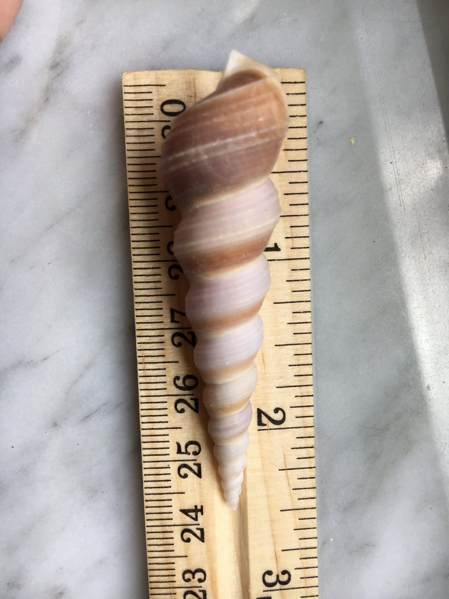 MoreShells's tweet photo. Terebra Turritella Shells, Purple Turritella, Beach Wedding Decor, Bulk shells, Sea Shells, Seashell Supply, FREE SHIPPING! starting from $5.95 at https://t.co/Z4J8CpTx4z See more. #ShellDecor #Floridashellsandmore https://t.co/mta240Riik