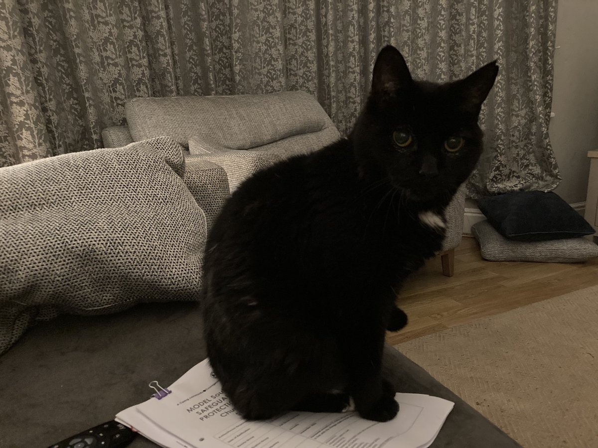 annabmartin's tweet photo. Cat not hugely helping with some last minute Ofsted cramming 😬😬😬 https://t.co/mbeZO6kguW