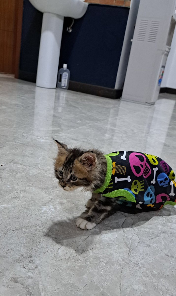 Preman di rumah nih, abis vaksin kerja lu di pet shop