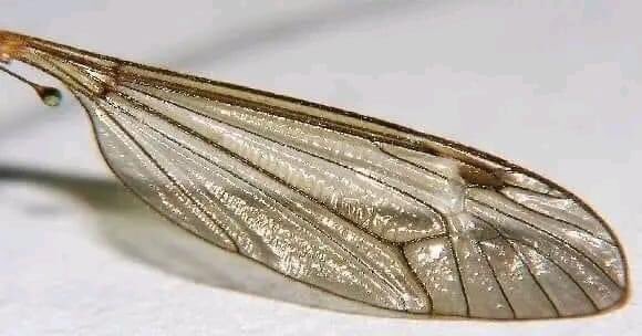 لا تساوي الدنيا عند الله هذا الجناح،لنتخير خير الزاااااد لحياة أبدية...🍃🌸