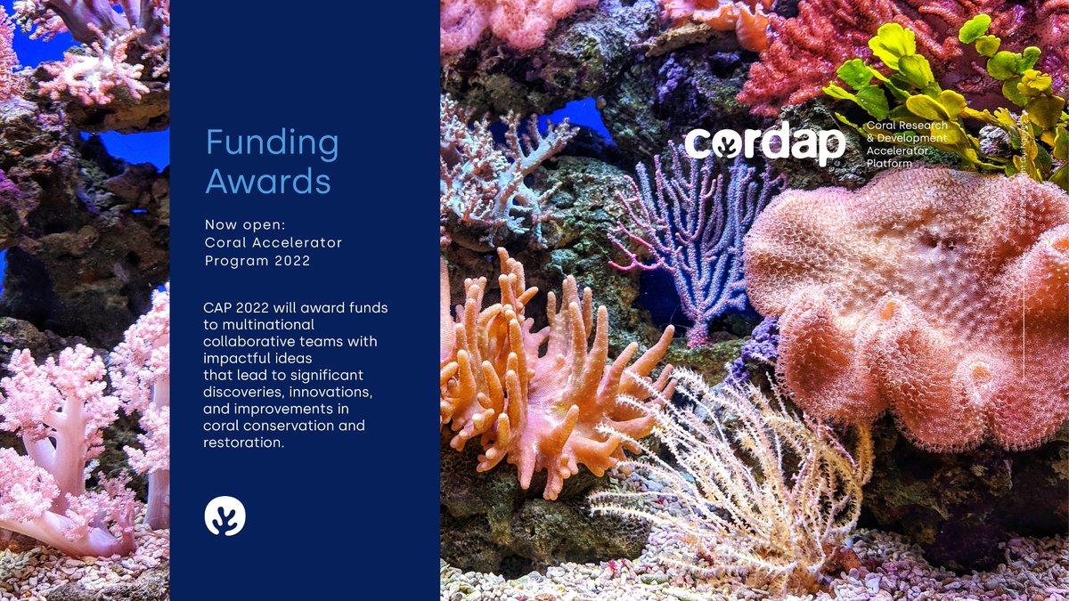 CORDAP_'s tweet photo. Breaking News #ForCoral 📢🪸
We've opened our #ResearchFunding Opportunities:
👉We will award up to $1.5M to international collaborative teams that can make an impact in filling the gap between current & required capabilities to #SaveCorals 💙🌊
⏰Nov 1: https://t.co/iANw4EmmJ7 https://t.co/koSq3isVlJ