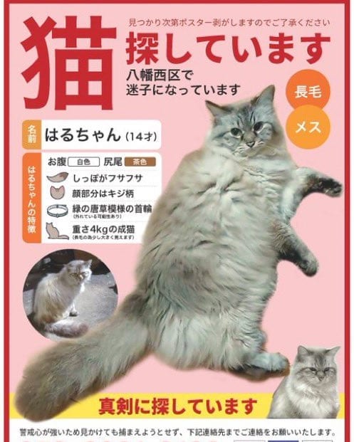 wasizu7masahiko's tweet photo. @seira_hoshizora 🔶#拡散希望🔶
よろしくお願いします😺🙏#迷子猫 
✳️名前『はる😺ちゃん』
⭕️#長毛種 
⭕️メス♀🌺
⭕️顔⇒キジ柄 
お腹⇒白 
尻尾⇒茶フサフサ
⭕️手足短い😳
⭕️保護されて💖いませんか？(^-^;💦
⭕️#福岡県北九州市八幡西区黒崎 ～迷子😢
⭕️令和4年5月28日以降行方不明😭
#どんな些細な情報でもお願い🙏 https://t.co/Wyt3G7V9qw