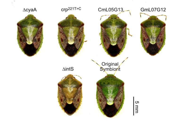 preLights's tweet photo. As part of #preLights, we aim to explore the #journey of the #preprint to the #PeerReviewedPaper.
https://t.co/gG1VNvstDg
⬆️ @OliviaTidswell revisits her #preLight on work from @fkttkm and colleagues @UNIV_TSUKUBA_EN now published in @NatureMicrobiol - https://t.co/DXj9wuapsS https://t.co/qe7OhZ7V9p
