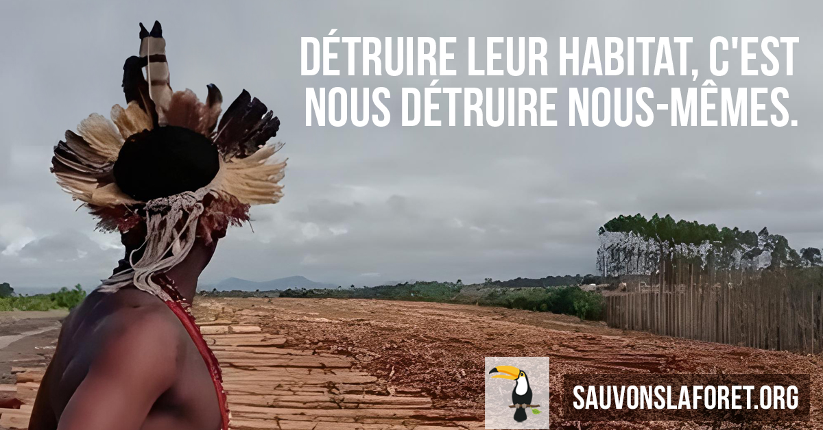 Les Autochtones ont su tirer profit des forêts tropicales tout en les conservant. De génération en génération. Inspirons-nous de leurs sagesses et connaissances pour la survie de notre maison commune 🌎.

Agissons ensemble : sauvonslaforet.org