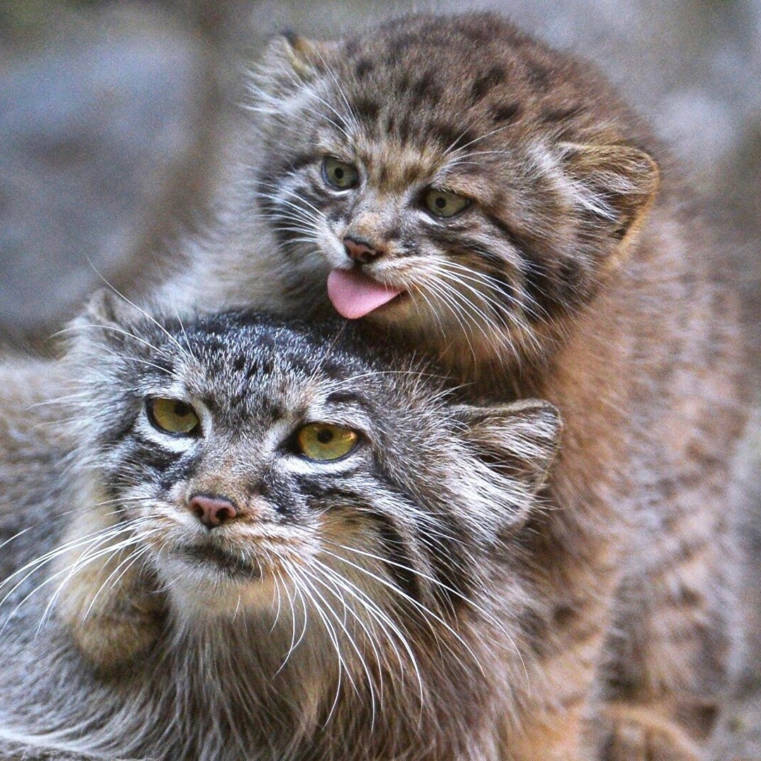 COOL MANUL NFT 🐾 tweet media