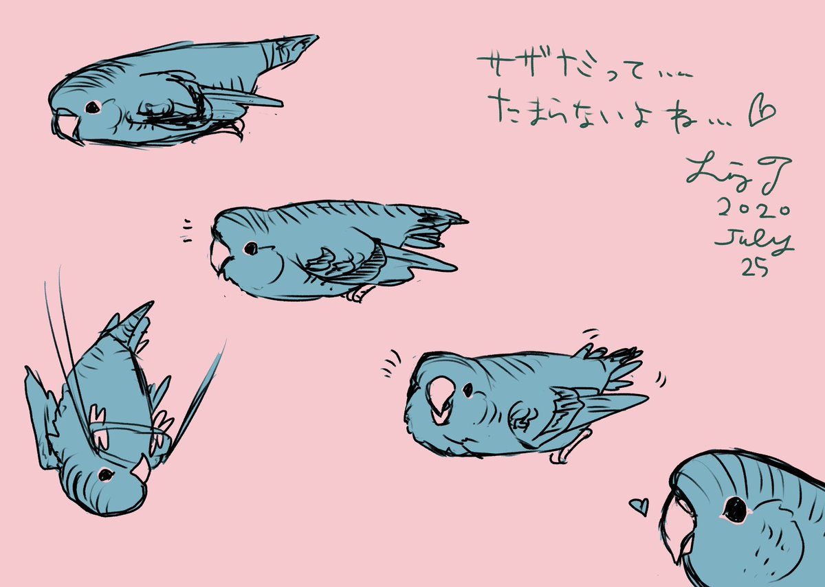 再掲】見分けのつきづらい書き分けしにくいサザナミ・マメルリハ・コザクラ・ボタンのリズさんなりのチェックポイント👍
そしてサザナミのナマケモノのような不思議行動落書き😊同じインコでも動きやポーズにそれぞれ特徴であるかなとか🦜 
