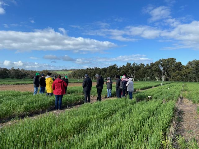 GRDCWest's tweet photo. Rounding out day 3 of the @GRDCWest Spring Panel Tour with a visit to the @DPIRDbroadacre Soils Field Day in Williams. Insightful discussions on amelioration, soil borne disease and crop rotations. Thanks to all the presenters and host @mdfowler100 https://t.co/Qayw5nKAwk
