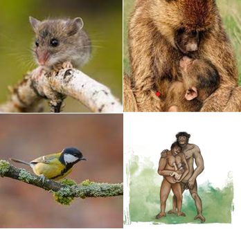 dickslagter1's tweet photo. Weer een nieuwe blog n.a.v een artikel in het #NRC door Menno Schilthuizen over de soms hoge snelheid van #evolutie. Boeiend want de soortvorming van de mens moet ook in zeer korte tijd zijn beslag hebben gekregen. Lees de blog en klik op: https://t.co/cMN92gxNFd https://t.co/A9hFy5PNWS