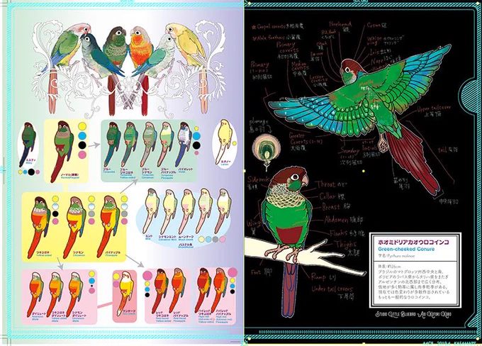 再掲】ウロコインコの品種や色変わり表(クリアファイルそろそろ完売します、多謝)私なりのホオミドリウロコの色柄境目の基本分布メモスカーフ用の線画。ウロコは品種ごとに多少の大きさの差はあれど、基本フォルムはかなり近いです。ホオジロやウロコメキシコ等レアな品種も描きました 