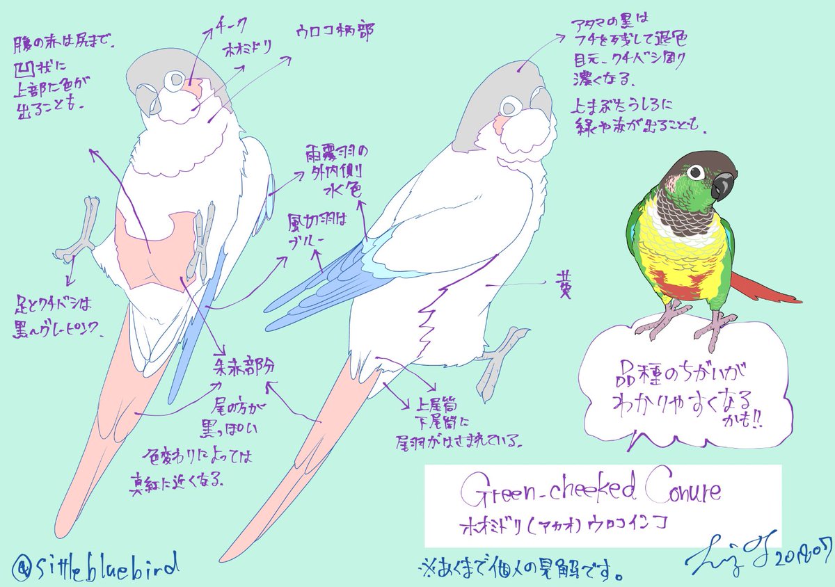 再掲】ウロコインコの品種や色変わり表(クリアファイルそろそろ完売します、多謝)
私なりのホオミドリウロコの色柄境目の基本分布メモ✍️
スカーフ用の線画。ウロコは品種ごとに多少の大きさの差はあれど、基本フォルムはかなり近いです。ホオジロやウロコメキシコ等レアな品種も描きました😊 