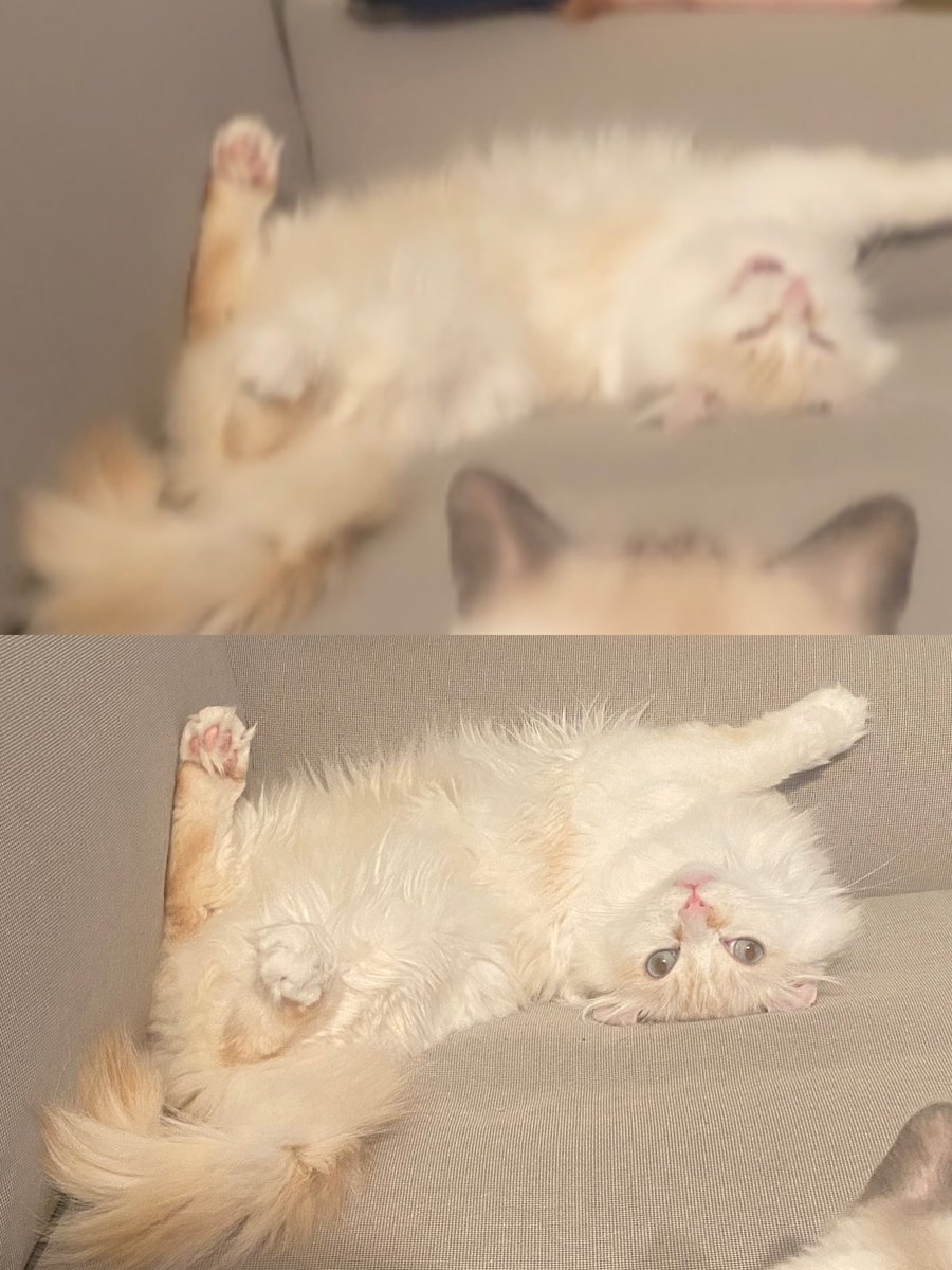 <a href="/kokid951/">NFT kid “Keith Berry”</a> <a href="/dogecoin/">Dogecoin</a> a kitty that inspired <a href="/CandyKittyNFT/">Candy Kitty Official</a>