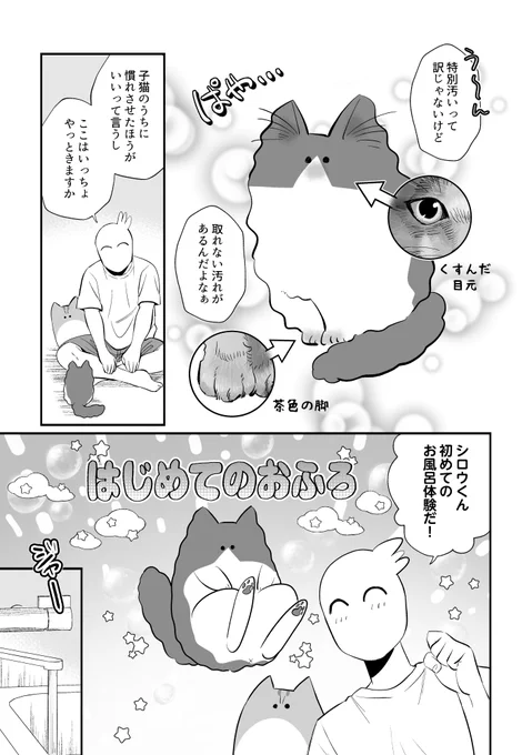 シロウくん初めてのお風呂の巻 1/2 #秀さんの今日の猫日記 