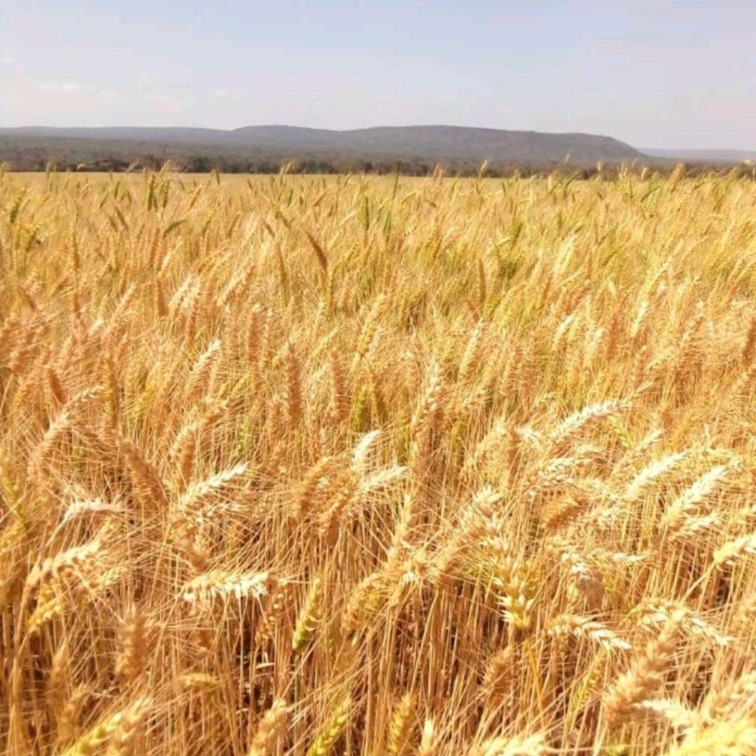 SilverStreetCap's tweet photo. Wheat crop at Silverlands Kakushi Farm almost ready for the combine harvesters.

#silverlands #zambia #investinafrica #investinagriculture #impactinvesting #foodsecurity https://t.co/T7zLNqdJ8M
