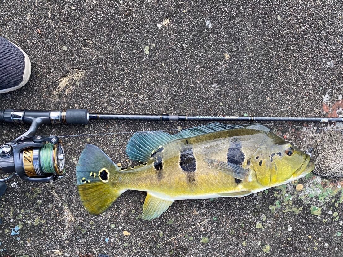 palms_global's tweet photo. Peacock Bass with Shore Gun EVOLV in Singapore 🇸🇬
Rod: Shore Gun EVOLV 86ML/P5 (Travel rod)
#palms #palmsfishing #peacockbass #peacockbassfishing #travelrod #travelrods #packrod #peacockbassfishingsingapore
#fishingsingapore #singaporefishing #fishingsg #sgfishing @palms_japan https://t.co/Y7pBa6s0KY