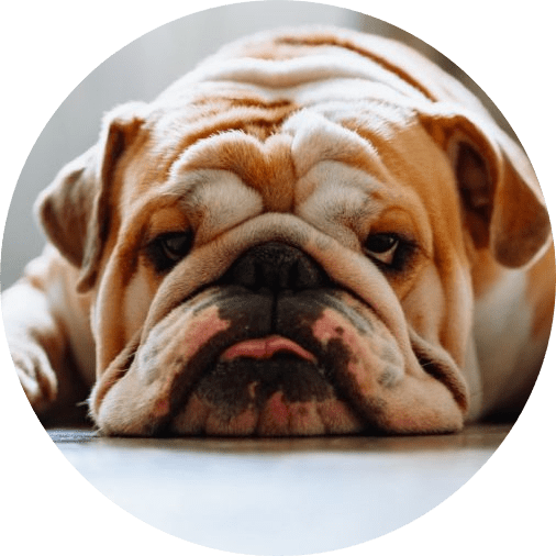 GabrielMazzant3's tweet photo. #CardanoCommunity #CardanoNFT #Cryptos
#cardano #ada $ada #hosky #Bullytoken $bully #memellionaires #rug
π₯³π
18h UTC Major drop on Bully Doggy
Same as for others 90% community owned goal "for Bully"
Show him Some LoveCoinπ
https://t.co/6oW7kaF3DZ https://t.co/7btUfJp3NT