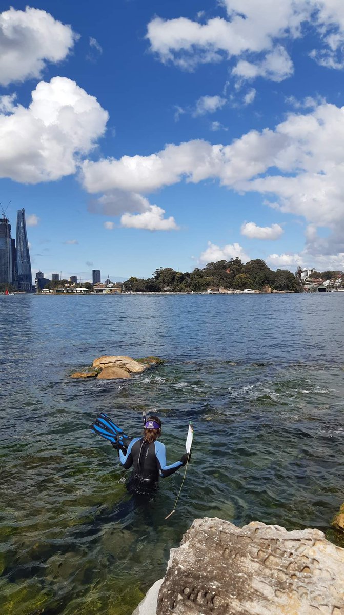 Steph Bagala (@seasteffers) on Twitter photo I've gotten to know the rocky shores of Balls Head quite well, but I never get sick of doing field work here. I'm very thankful to still be small part of the huge <a href="/LivingSeawalls/">Living Seawalls</a> project, and for all the fish and people I've been able to work with! I've gotten to know the rocky shores of Balls Head quite well, but I never get sick of doing field work here. I'm very thankful to still be small part of the huge <a href="/LivingSeawalls/">Living Seawalls</a> project, and for all the fish and people I've been able to work with!
