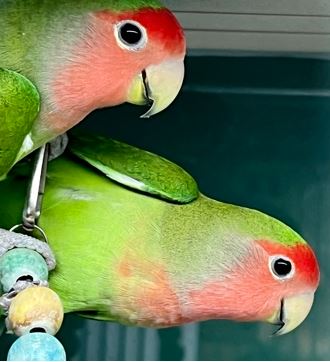 YourSPCA's tweet photo. Later this morning: wake up to little lovebirds MAPLE &amp; SYRUP! 8:10 a.m. on @mystar1025 with @RobLucas2! https://t.co/AfkjiPOaBC