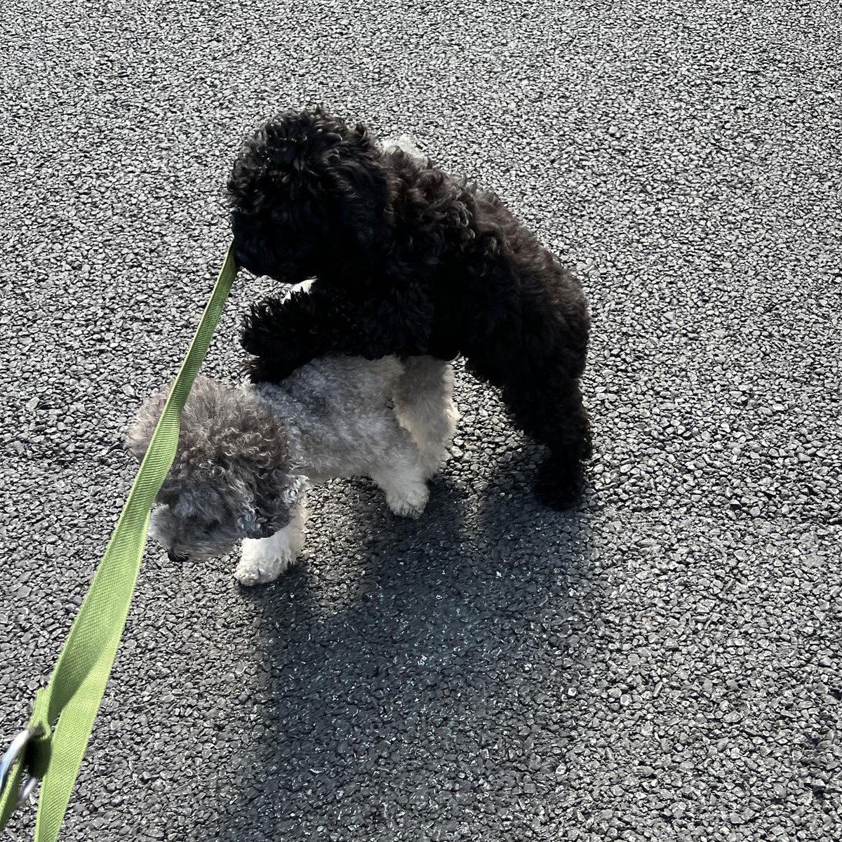 nicoxgray's tweet photo. 兄貴ィ！遊んでぇ！！！

#ダップー #ダップー黒 #ダップー子犬 #ダップー男の子 #トイプードル #トイプードルシルバー #シルバートイプードル #toypoodles #toypoodlesilver https://t.co/qHyRm5ca3B