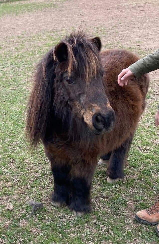 JohnDaffern2's tweet image. This is Penny, #stolen from Great Missenden #Bucks #HP16 area on the 5th September.
Owned by the distraught family for 25 years.
Please share this- let us help in getting her back to a recently bereft family.