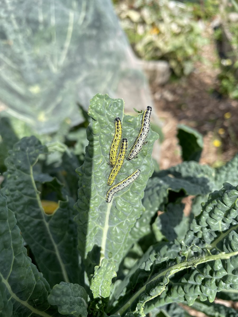 TurveyAllotment's tweet photo. Beauties! I don’t mind them nibbling away at the kale!  The birds will enjoy a snack! https://t.co/CDfOSlHupG