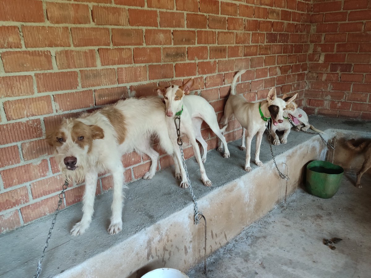 PartidoPACMA's tweet photo. El @PSOE de @sanchezcastejon ya ha presentado la ENMIENDA DE LA VERGÜENZA para excluir, de su propio Proyecto de Ley, a los perros en manos de cazadores. Por Gobiernos así, continuaremos siendo un país reconocido por sus tradiciones crueles, abandono y maltrato animal. https://t.co/RBcPEvrSJG