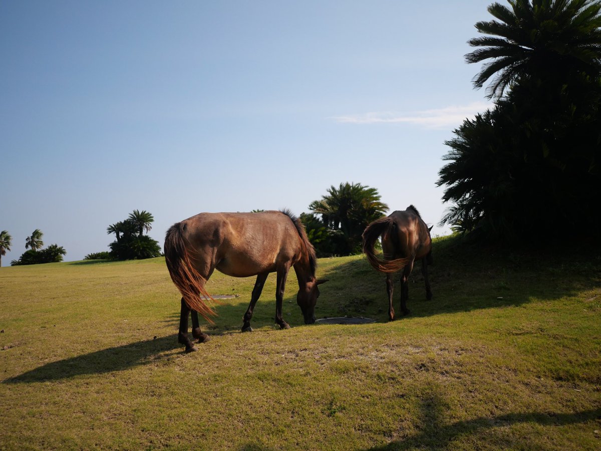 はっちょ (@hacchanno) on Twitter photo 