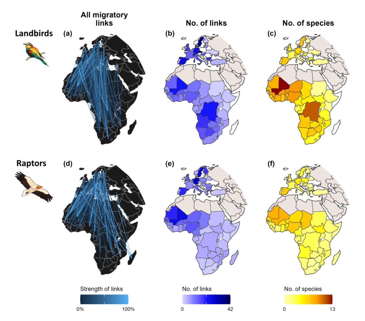 InesCatry's tweet photo. Conservation of #migratorybirds requires coordination among countries, but no study has attempted to bring together all tracking data in a format that can be useful to guide international cooperation at the flyway scale. 
👉We aim to help filling this gap: https://t.co/57Rva3YISE https://t.co/G0SCXxke4k