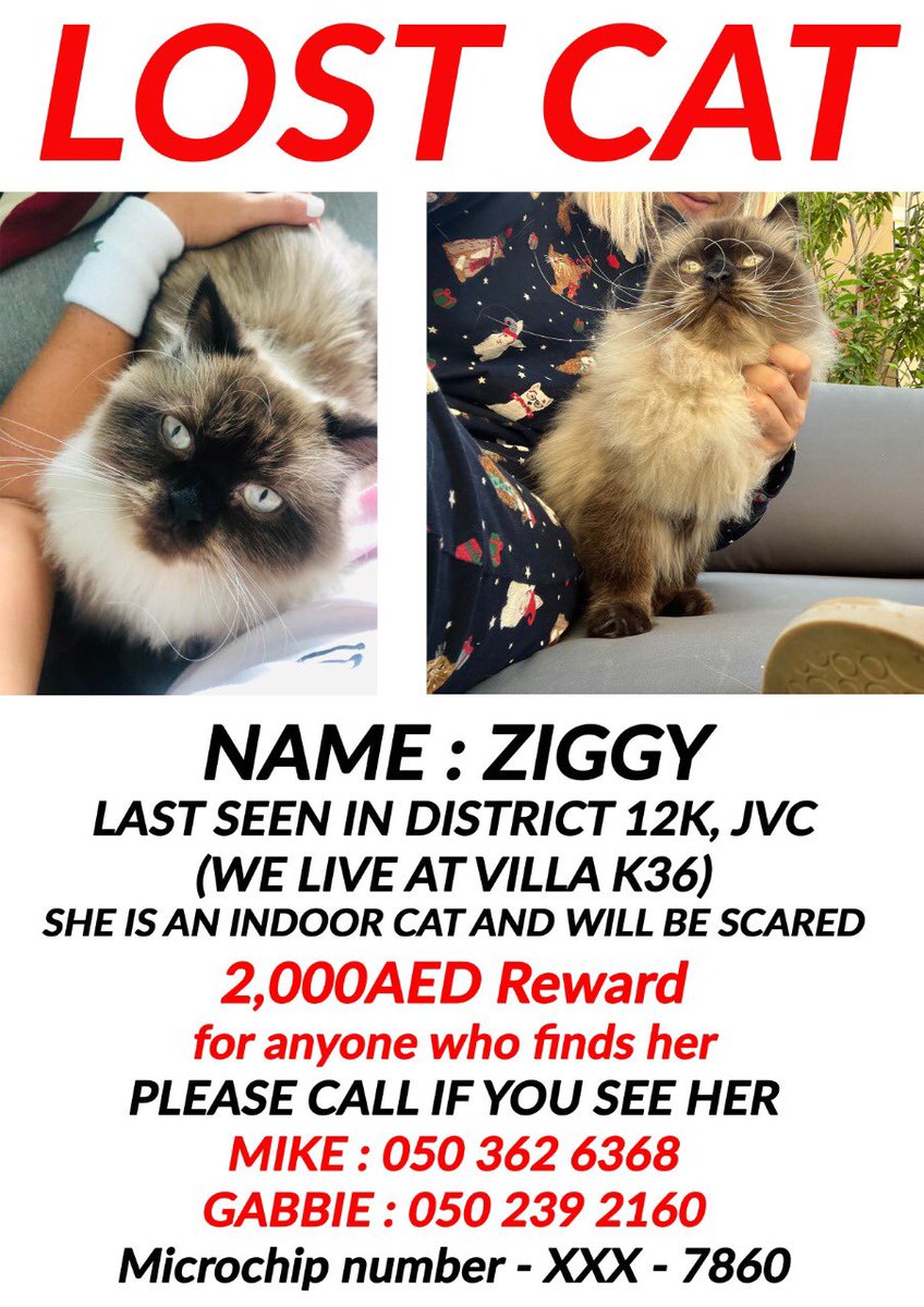 mikeyross's tweet photo. We’ve been looking for Ziggy for days now. Please fwd, retweet, add to stories, post and keep your eyes peeled. Any help would be greatly appreciated. https://t.co/JgCG1Wb4gL