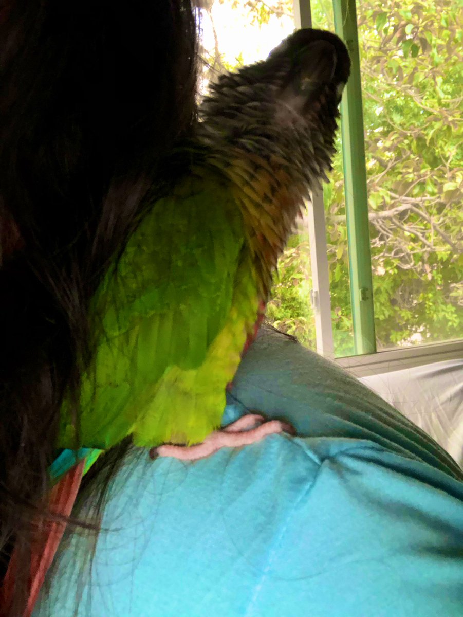 Picasso~GCC tweet media