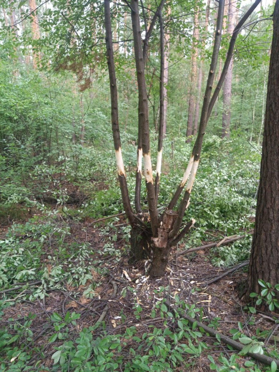 bergwaldprojekt's tweet photo. Was machen mit der unerwünschten und andere #Naturverjüngung verdrängenden Spätblühenden #Traubenkirsche?
In Berlin/Tegel alternativ zu Abschneiden oder Ausbuddeln: auch mal #Ringeln, also Rinde entfernen, und so langsam absterben lassen. https://t.co/Tf3aomKlZD