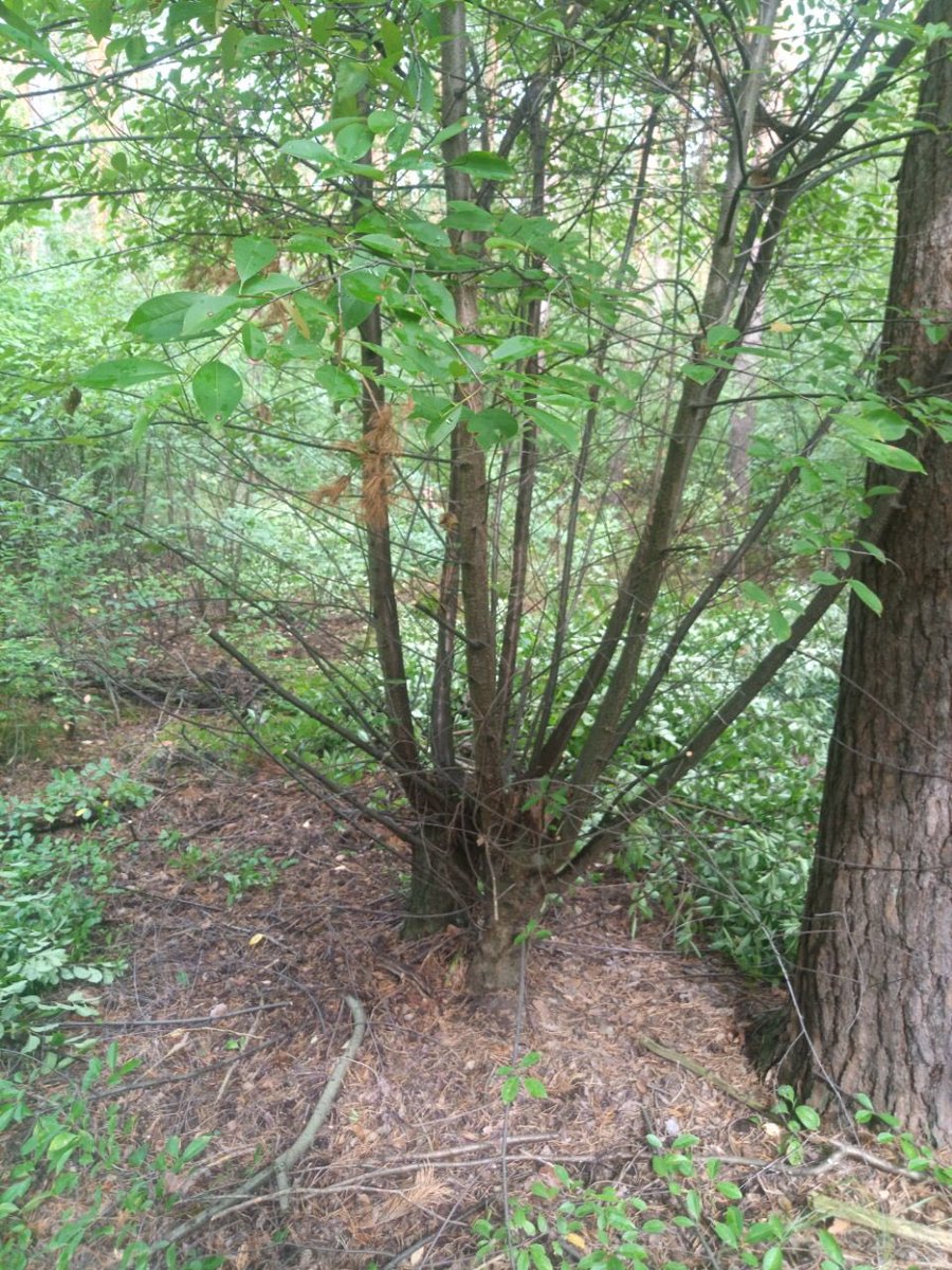 bergwaldprojekt's tweet photo. Was machen mit der unerwünschten und andere #Naturverjüngung verdrängenden Spätblühenden #Traubenkirsche?
In Berlin/Tegel alternativ zu Abschneiden oder Ausbuddeln: auch mal #Ringeln, also Rinde entfernen, und so langsam absterben lassen. https://t.co/Tf3aomKlZD