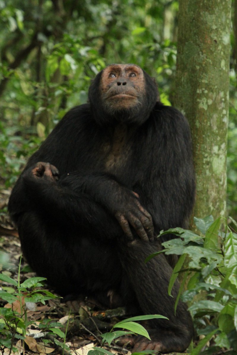 LaurenEdukon's tweet photo. Chimps at Kibale National Park in Uganda (The home of chimps)
There are about 1,450 chimpanzees at Kibale.
@UgTourismBoard @ChamsMedia
@Ric_Maweu @AlexChamwada
#ExploreUganda #PearlOfAfrica #TrulyUnique https://t.co/LDq0H9Dqkt