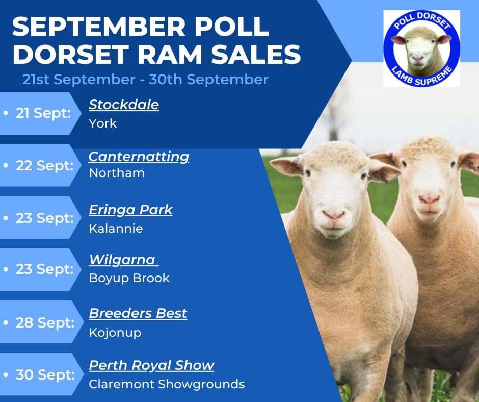 Western Australian Poll Dorset Association tweet media