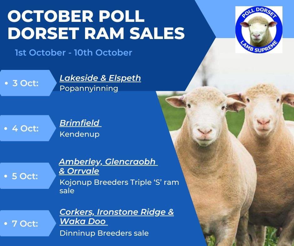 Western Australian Poll Dorset Association tweet media