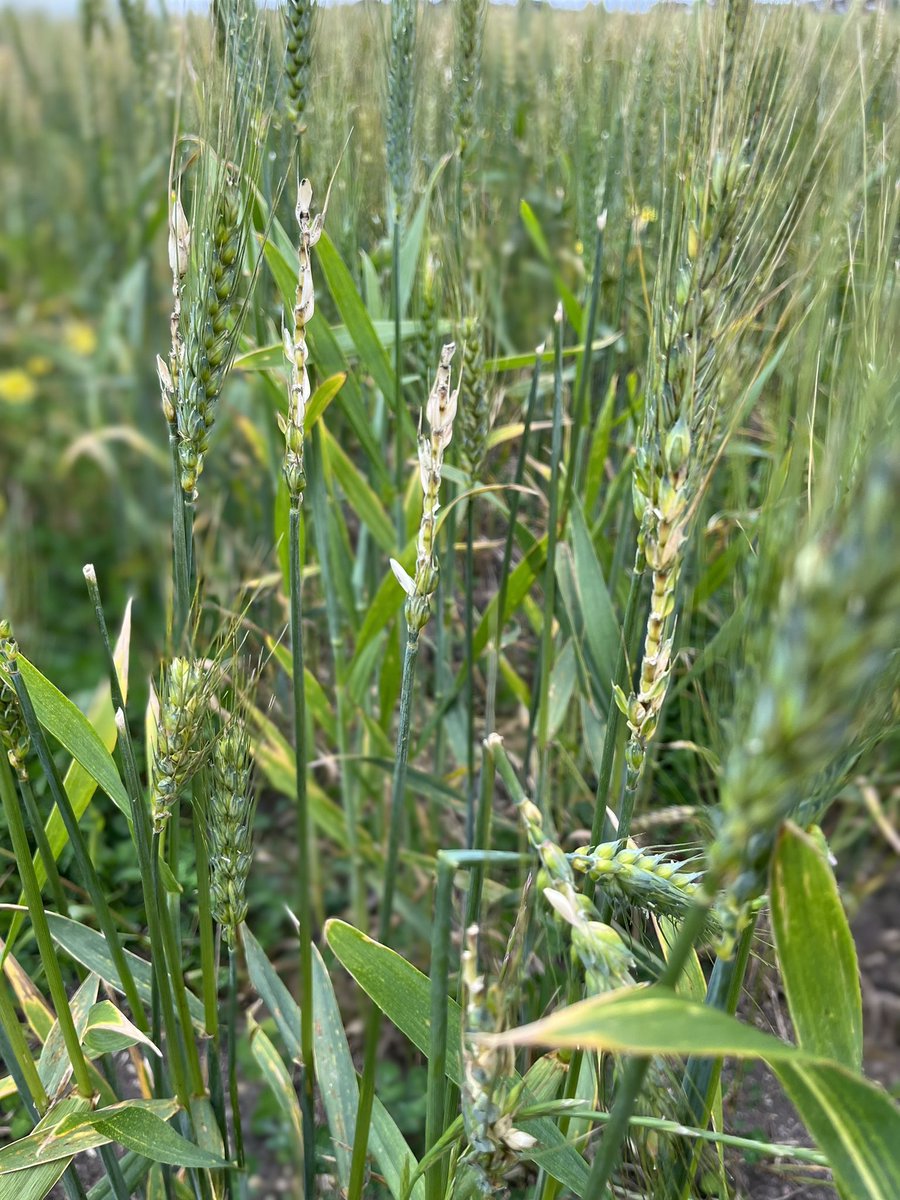 ConsultAg tweet media