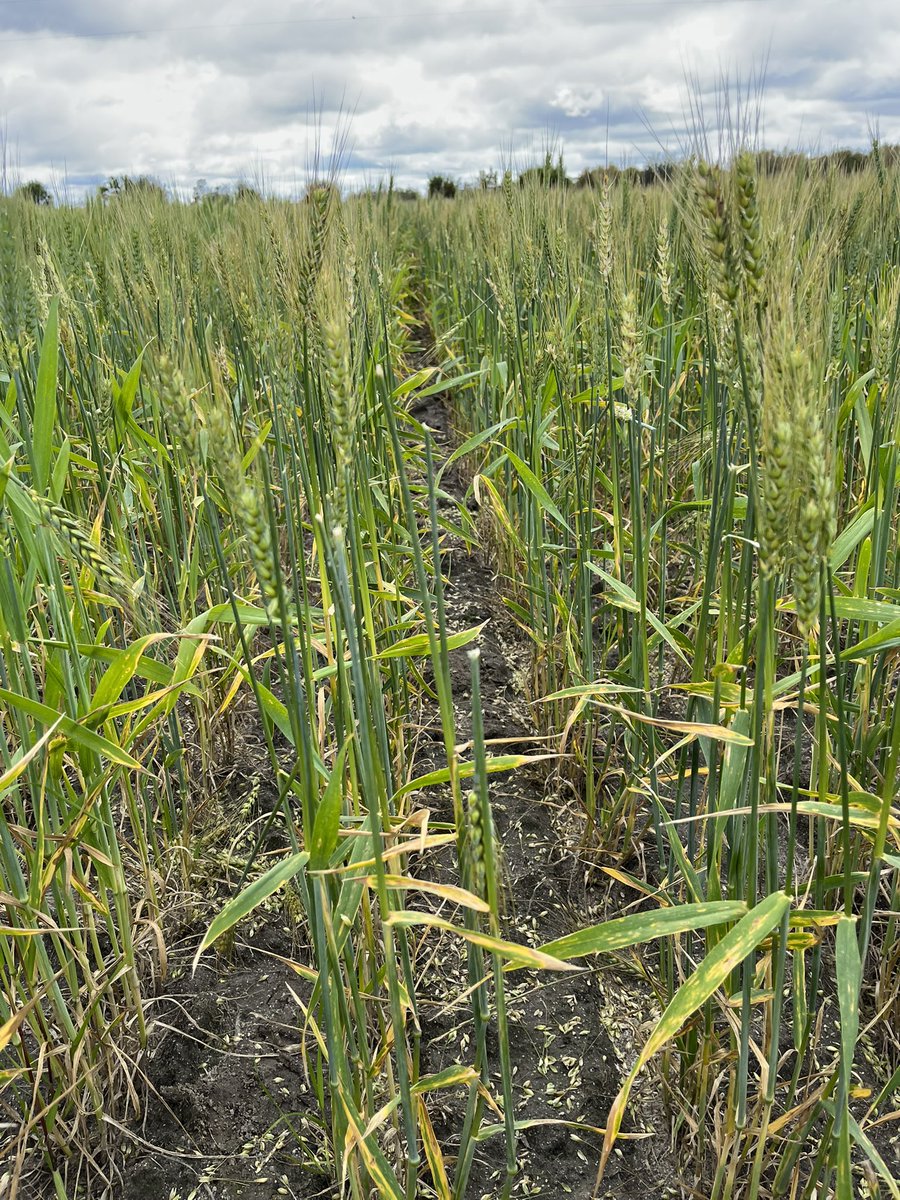 ConsultAg tweet media