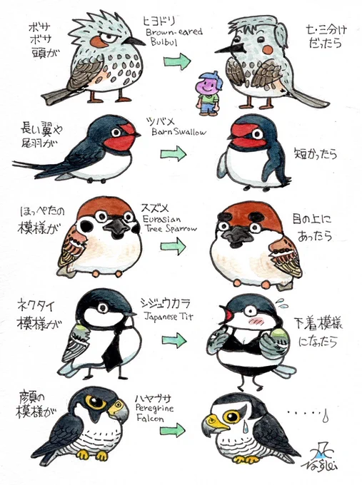 モデルになった鳥さんたち、ゴメンなさい。 