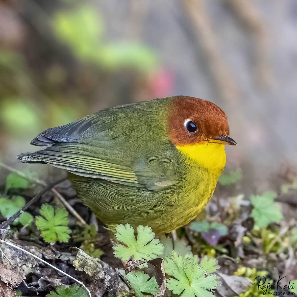 rajivkalsi's tweet photo. Chestnut-headed Tesia, Bhojnagar, Himachal Pradesh, India, January 2022
#CapturedOnCanon #CanonPhotography #canonr5 #bbcwildlifePOTD #IndiAves #Birding #birdphotography #BirdTwitter #wildlifephotography #SPmagazine https://t.co/KCYOAeKVhd