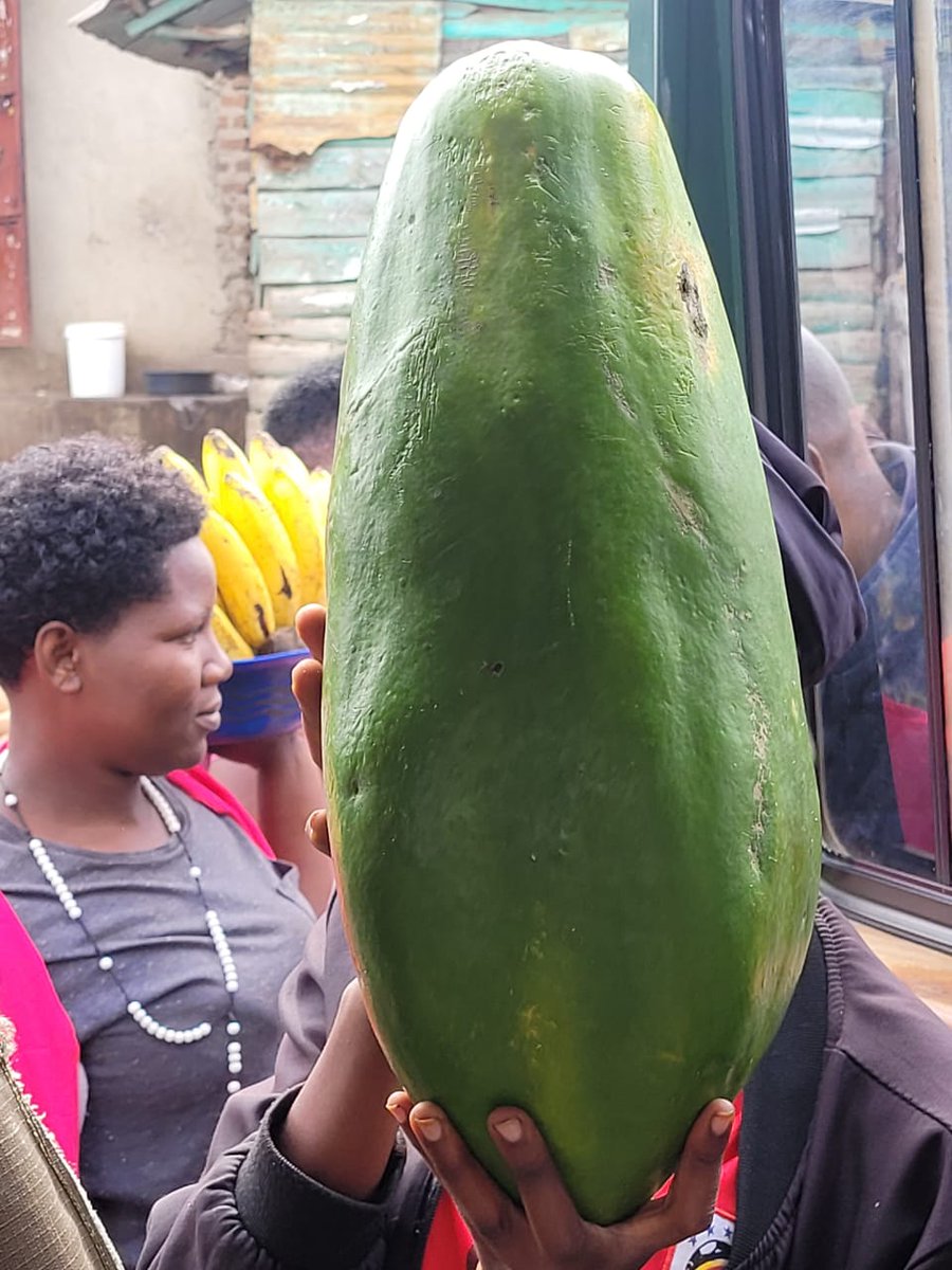 InfoMaron's tweet photo. #ExploreUganda
#PearlofAfrica
#TrulyUnique
The pearl of Africa in full display
For all Agribusiness tours, halla @InfoMaron @Princessyvonnek
We got packages loading https://t.co/WrSTlw6s6q