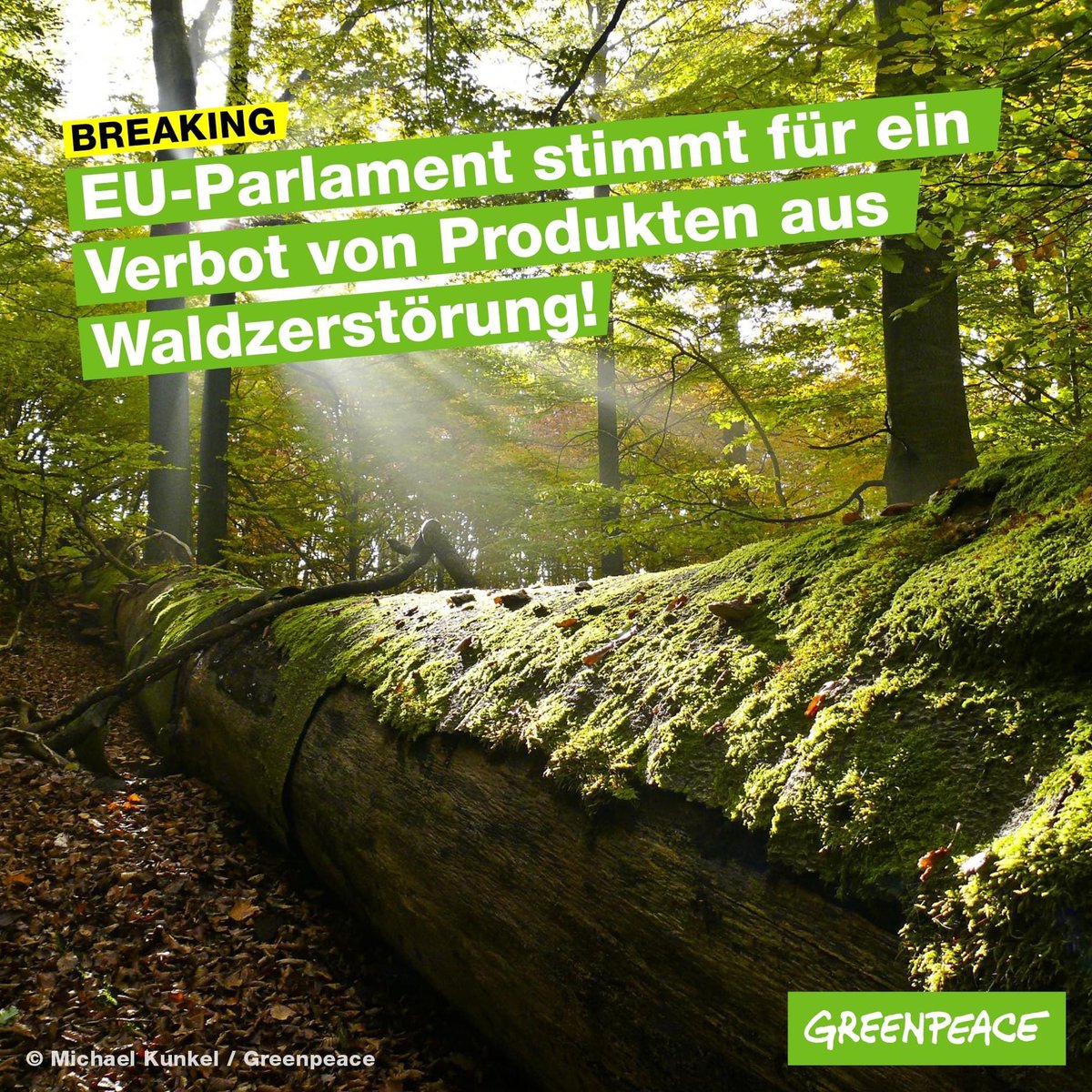 greenpeace_de's tweet photo. + Ein riesiger Meilenstein für den Waldschutz 🌳 +
Gestern kam das EU-Gesetz für weltweiten Waldschutz beim EU-Parlament zur Abstimmung und juhu 🎉, das Ergebnis umfasst fast alle zentralen Punkte, die wir mit eurer Unterstützung in den letzten Wochen und Monaten gefordert haben! https://t.co/F8l9ODMEey