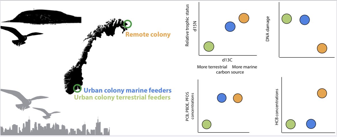 BorgaK's tweet photo. New study on urban Oslofjord herring gulls - here we compared dietary markers, pollution load and DNA damage with a remote breeding colony - Hornøya on the coast to the Barents Sea #urbanfjord
https://t.co/7CAuO1xfqZ
@biovitenskap @NIVAforskning @NILU_now @NINAforskning @miljodir https://t.co/AqMjTBfUot