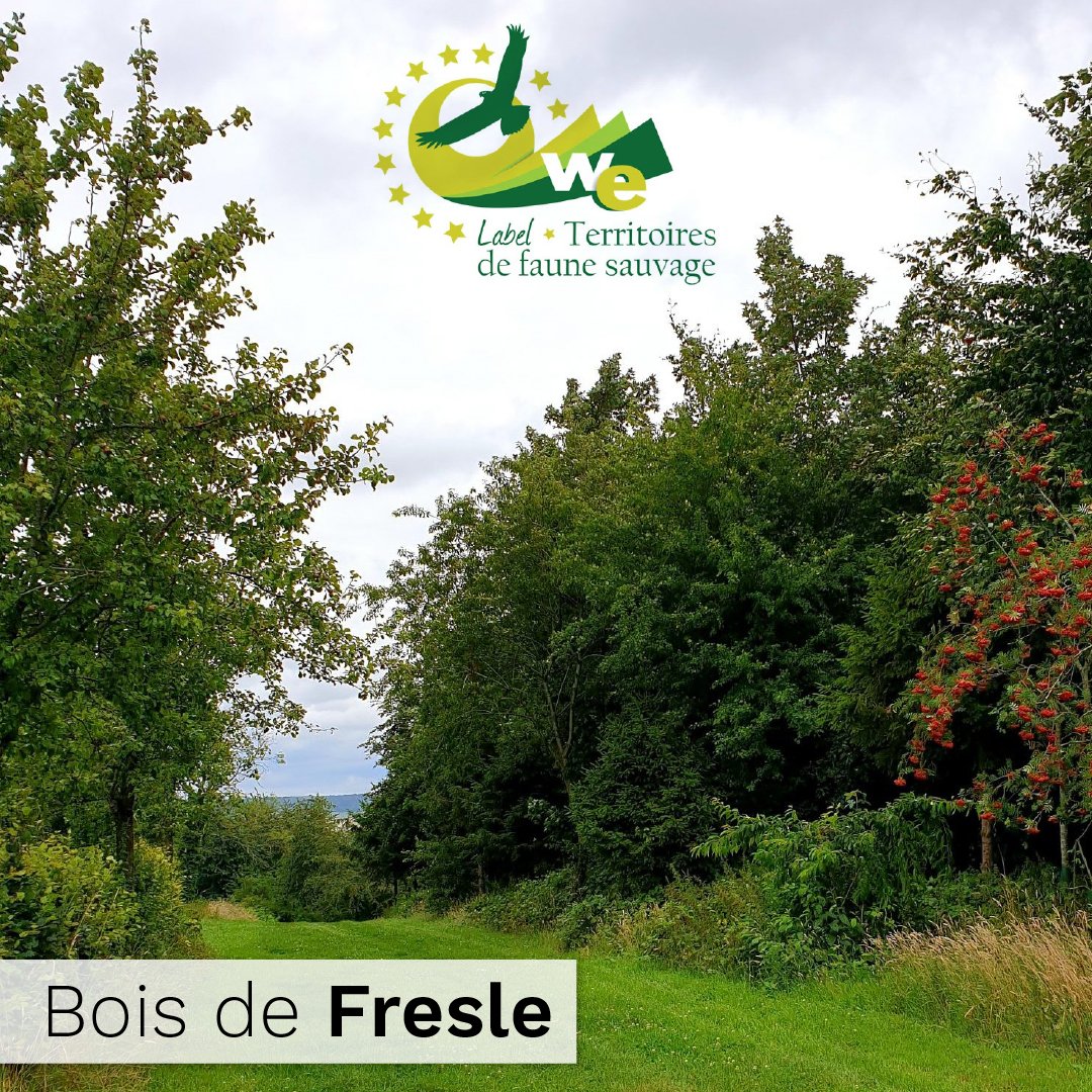 FedeChasseurs76's tweet photo. Connaissez-vous le Bois de Fresles ? 🔍

La labellisation de ce territoire permet désormais de prouver que la sylviculture et la chasse raisonnée sont aussi sources de maintien de la biodiversité, notamment dans ces milieux dits "ordinaires". 🤝🏻

#fdc76 #territoire #label https://t.co/CU96AdLS4f