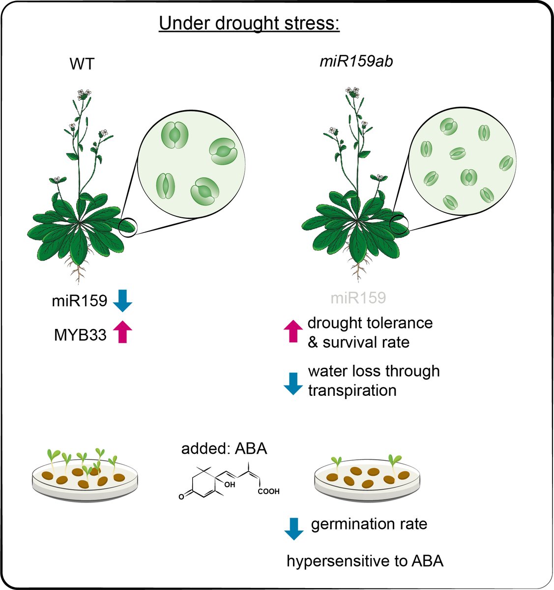 PPLplantarum's tweet image. How is drought stress & ABA connected in plants? Blessing in disguise: A loss of miR159 makes plant drought tolerant and ABA sensitive bit.ly/3RVEJ91, written by @manishbiotechi1, illustrated by @DC_SciArt #drought #droughtstress #plantsci #Plantscience