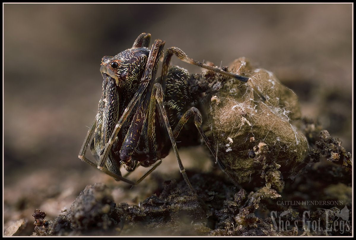 Caitlin Henderson (She's got Legs) tweet media