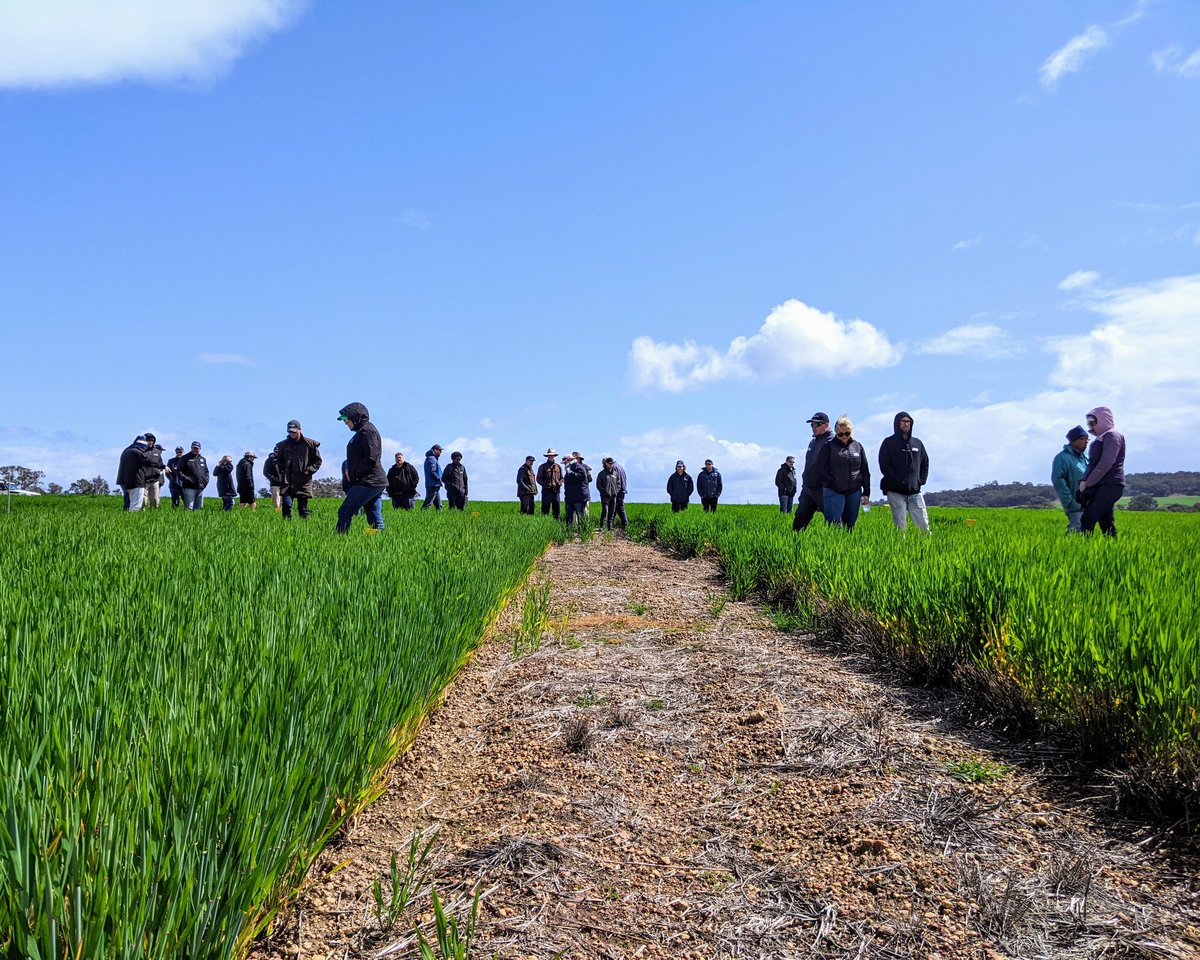 SoilsWest's tweet photo. In the pit and amongst the trials at Yarrabin chatting crop rotation, buried seeds, nematode diseases, and managing gravel constraints #DPIRDWilliams https://t.co/o7it9WHel1