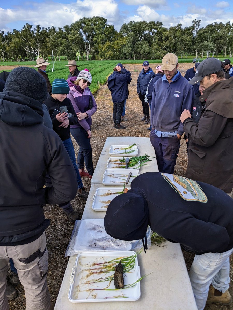 SoilsWest's tweet photo. In the pit and amongst the trials at Yarrabin chatting crop rotation, buried seeds, nematode diseases, and managing gravel constraints #DPIRDWilliams https://t.co/o7it9WHel1