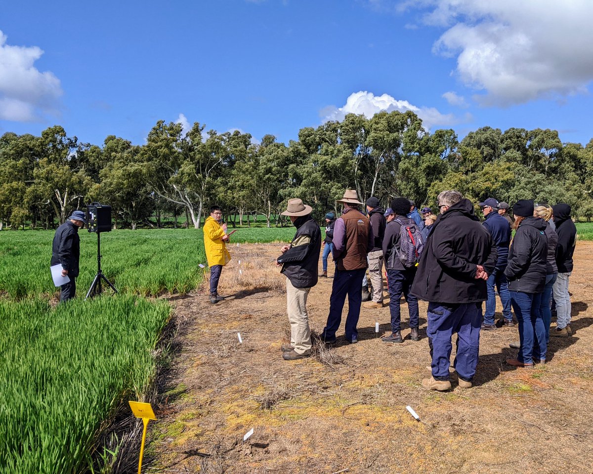 SoilsWest's tweet photo. In the pit and amongst the trials at Yarrabin chatting crop rotation, buried seeds, nematode diseases, and managing gravel constraints #DPIRDWilliams https://t.co/o7it9WHel1