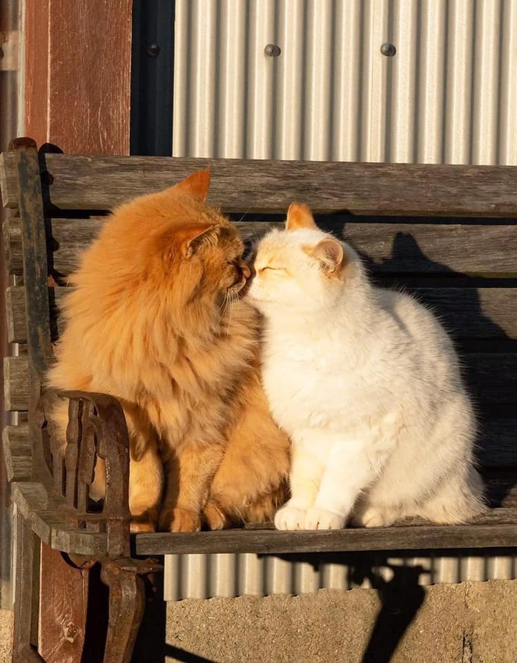 Take_Meow_Hand's tweet photo. Sunbathing with my love 🥰 https://t.co/IrWp6mvs70