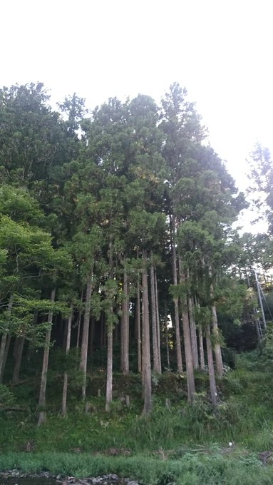 この旅にも終わりがやってきました。あとはおうちに帰るだけ。

でももう少しだけここに座って、ぼくの大好きなひぐらしの声を待ってみたいと思います。 